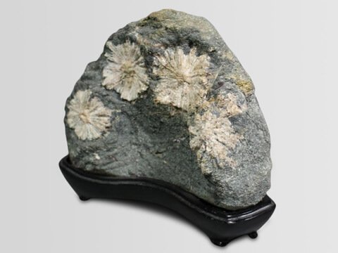 【菊花石】美しい菊の模様の鑑賞石　でも化石じゃないよ！